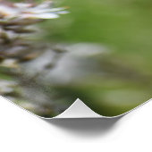 キプロス，パホスの野生の花 ポスター (コーナー)