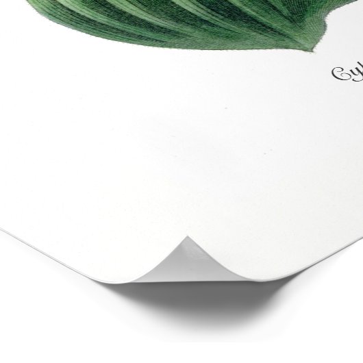 キプロペジウム ポスター (角)