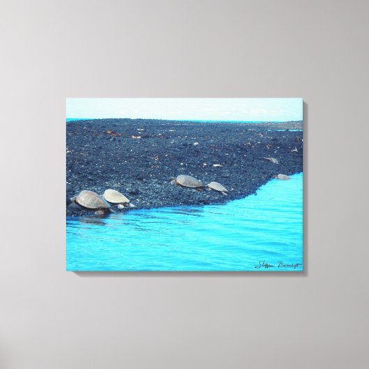 キホロ湾ハワイ風光明媚なキャンバスプリントの亀 キャンバスプリント (正面)