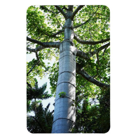 キポの木の写真マグネット マグネット (縦)
