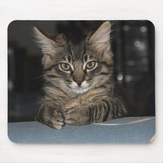 キムバー子猫の「本当に?」 ムスパド マウスパッド (正面)
