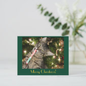 キムバー猫食べキャンディケーン葉書 シーズンポストカード (スタンド正面)