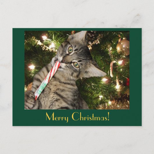 キムバー猫食べキャンディケーン葉書 シーズンポストカード (正面)
