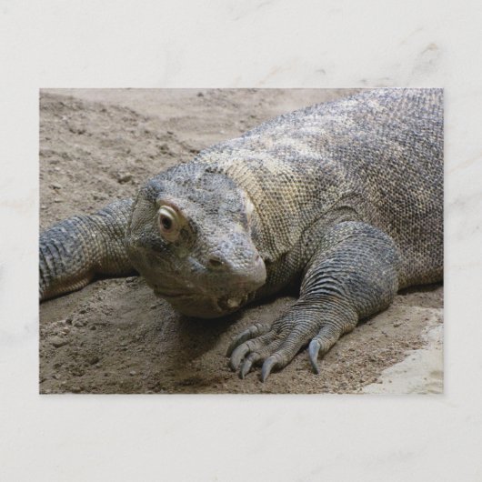 キモド・ドラゴン ポストカード (正面)