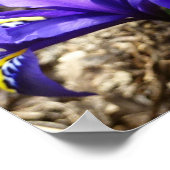 キャサリンホジキンアイリスパープル春フローラ ポスター (角)