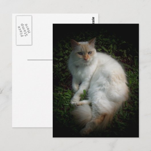 キャスパル ポストカード (正面/裏面)