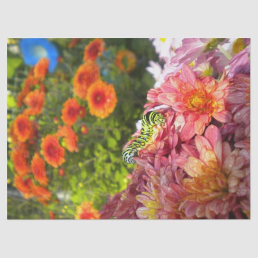 キャタピラーオンアスター 薄葉紙 (正面)