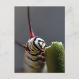 キャタピラークローズアップ葉書 ポストカード