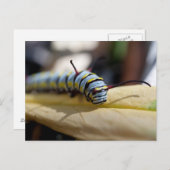 キャタピラーポストカード ポストカード (正面/裏面)