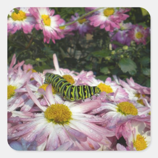 キャタピラ散策シール スクエアシール (正面)