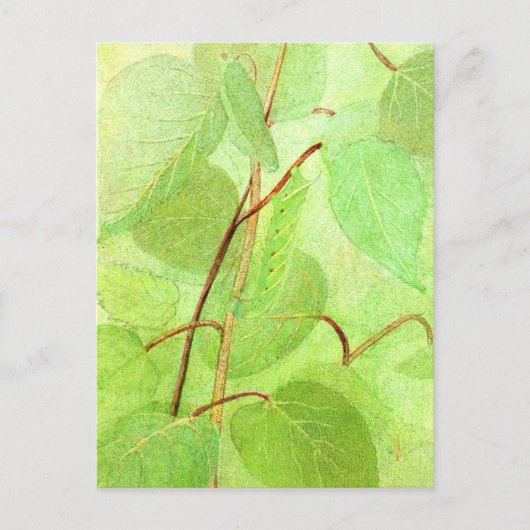 キャタピラ絵を描のはがき ポストカード (正面)