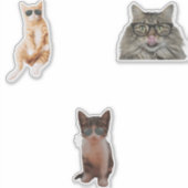 キャッカッコいいトミーム シール (正面)