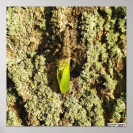 キャッチされたチラシ – ポスター