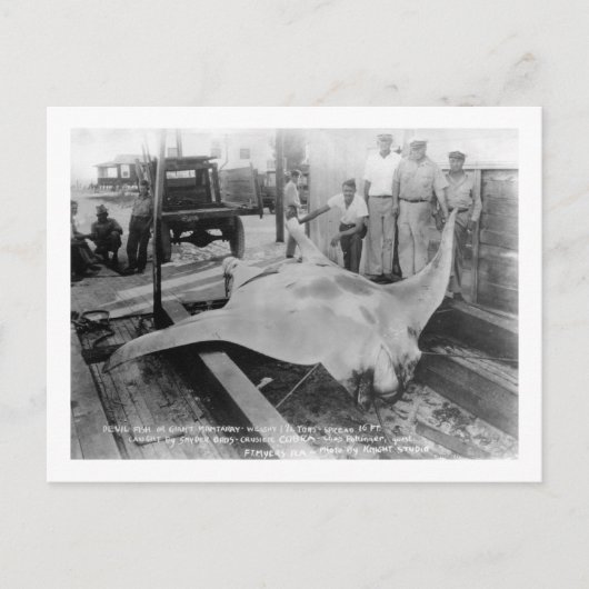 キャッチされたマレーの見解 ポストカード (正面)