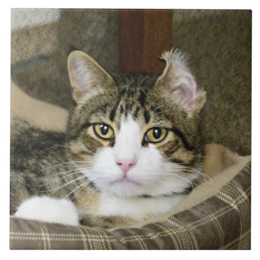 キャッチ タイル (正面)