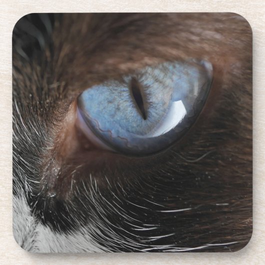 キャッツアイ.JPG コースター (正面)
