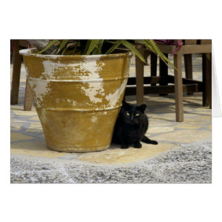 キャッツ・アイ