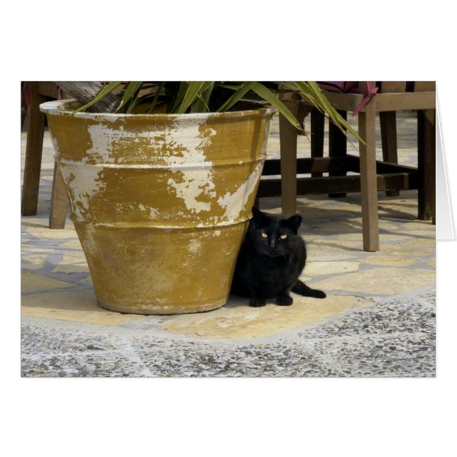 キャッツ・アイ (正面横)