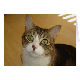 キャッツ・アイ