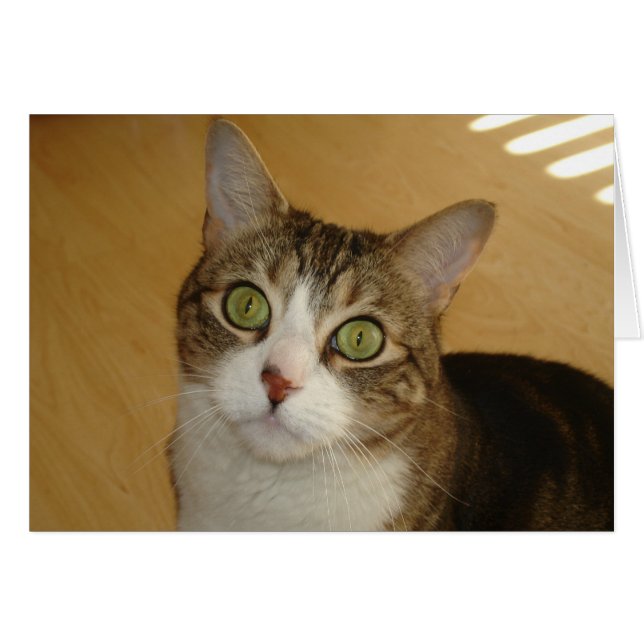 キャッツ・アイ (正面横)