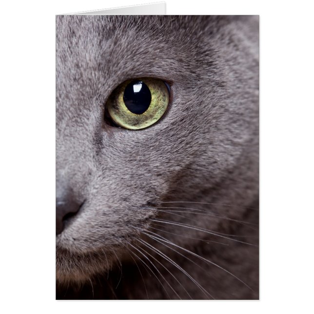 キャッツ・アイ (正面)