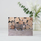 キャットとウッドパイルのはがき ポストカード (スタンド正面)