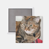 キャットにシナモン マグネット (正面/裏面)