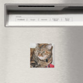 キャットにシナモン マグネット (インサイチュ (食洗機))