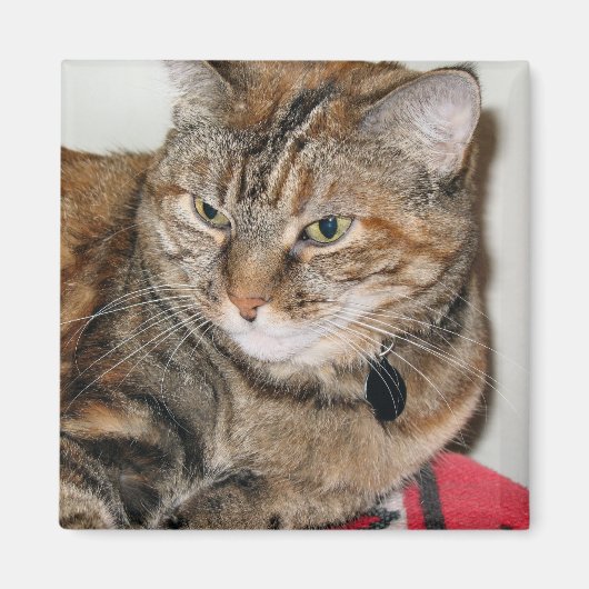 キャットにシナモン マグネット (正面)