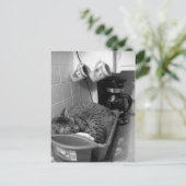 キャットインディッシュ水切り葉書 ポストカード (スタンド正面)