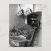 キャットインディッシュ水切り葉書 ポストカード (正面)