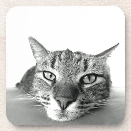 キャットウォッチング コースター (正面)