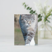 キャットウォーク ポストカード (スタンド正面)