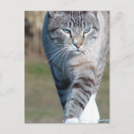 キャットウォーク ポストカード