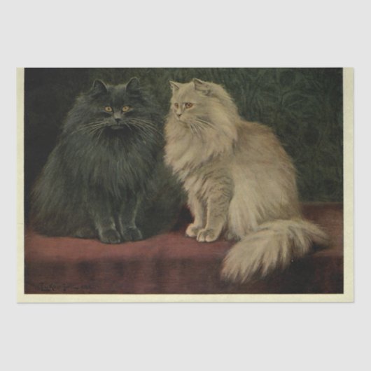 キャットエフェメラデカップブルークリームペルシャ 薄葉紙 (正面)