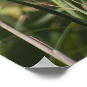 キャットオナンステール ポスター (角)