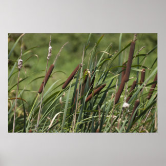 キャットオナンステール ポスター