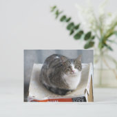 キャットオンボックス ポストカード (スタンド正面)