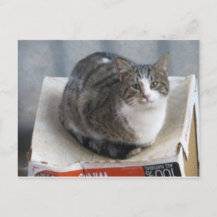 キャットオンボックス ポストカード