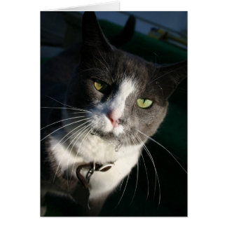 キャットカード