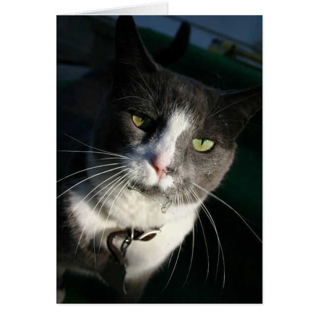 キャットカード (正面)