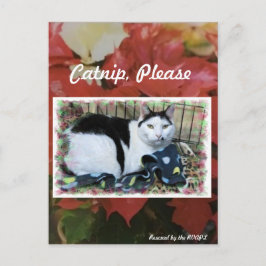 キャットクリスマスポストカード ポストカード