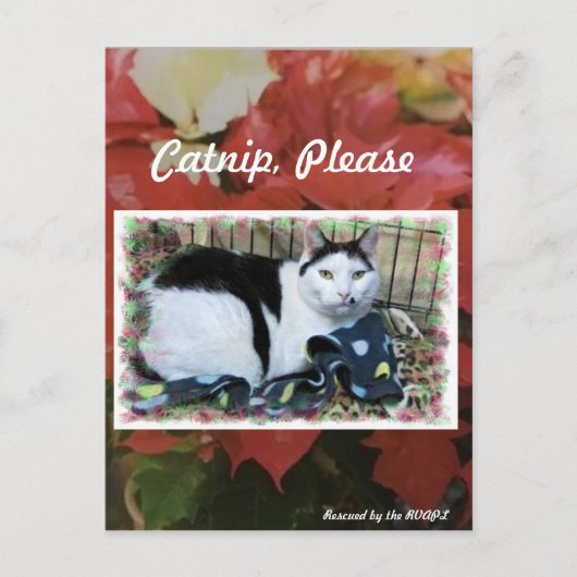 キャットクリスマスポストカード ポストカード (正面)