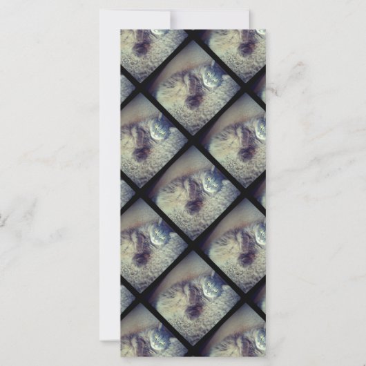 キャットコラージバイシャーリーテイラー (正面)