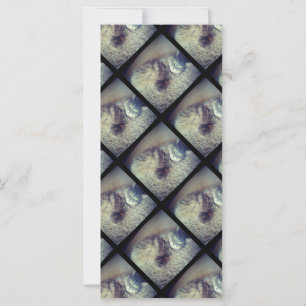 キャットコラージバイシャーリーテイラー