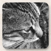 キャットコースター コースター (正面)