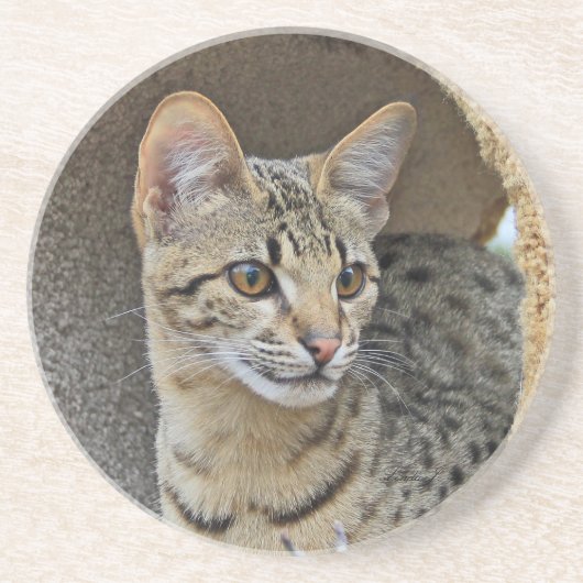 キャットシリーズ – セルバル・サバンナ猫 – コースター (正面)
