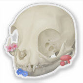 キャットスカルウィズフローラ シール (正面)