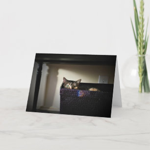 キャットバスケット、カード カード