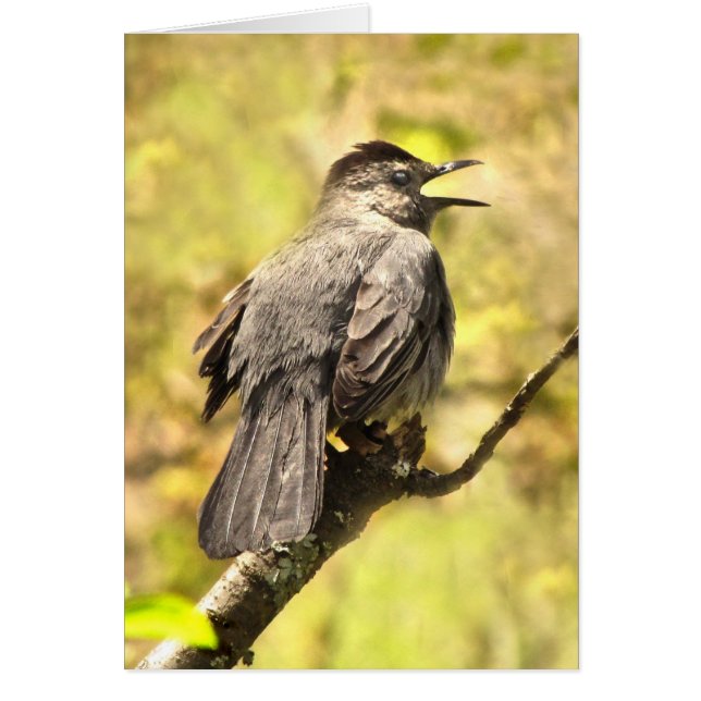 キャットバードが自分の歌のカードを空白の歌う (正面)